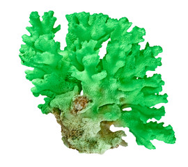 Coral isolated on white background