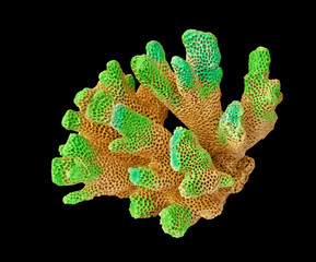 Coral isolated on black background © Dmitry