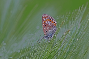 Polyomatous Blue butterfly / Polyommatus icarus