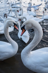 White swans on the Vltava river in Prague, Czech Republic