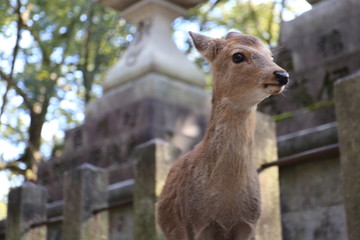 Fototapeta na wymiar Nara Park in Nara Prefecture, Japan and the scenery of deer living in the park