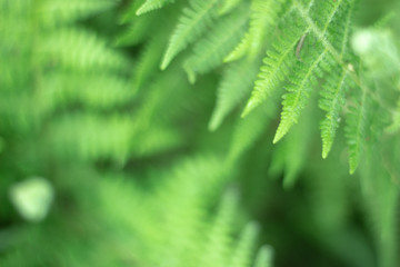 Closeup nature view of green leaf on blurred greenery background in garden with copy space using as background natural green plants landscape, ecology, fresh wallpaper concept, slective focus .