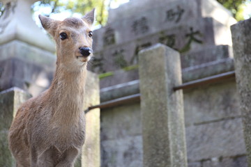 Nara Park in Nara Prefecture, Japan and the scenery of deer living in the park