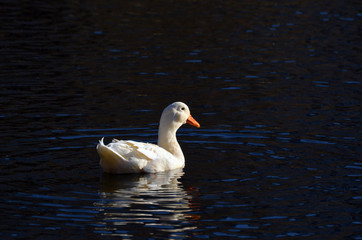 Wild ducks live on a lake in a residential area of ​​Kiev