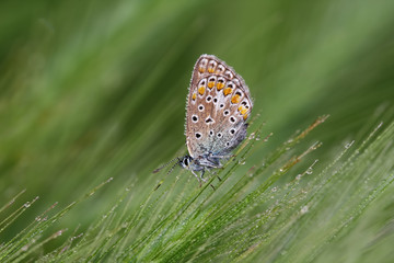 Multi-eyed Blue butterfly / Polyommatus icarus