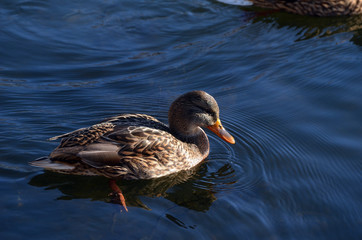 Wild ducks live on a lake in a residential area of ​​Kiev