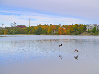 Two male mallard ducks landing in calm lake in autumn coloured Helsinki
