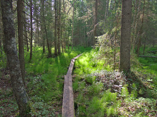 Wooden pathway through lush Nordic forest