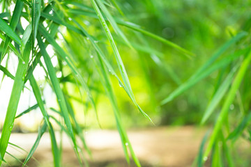 Blur background of green bamboo leaves with light bokeh,rain drop and copy space.