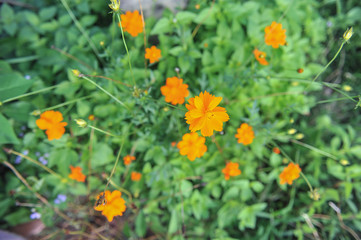 Cosmos flowers are orange blossom