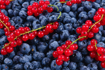 Blackberry, raspberry, blueberry,  red currant and mint background.
