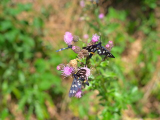 Nine-spotted moth drinkin nectar on a white flower.