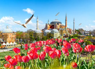 Tulips and Hagia Sophia