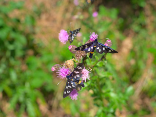Nine-spotted moth drinkin nectar on a white flower.