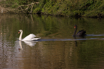 Cisne