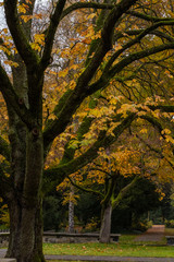 Fototapeta premium autumn tree