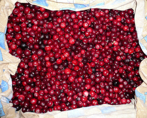 Background, texture, landscape with red ripe cranberries in a multicolored bag all over the photo...