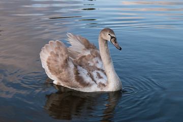 Wild swan on the lake