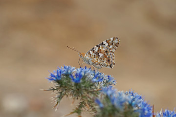 thorn butterfly ; Vanessa cardui