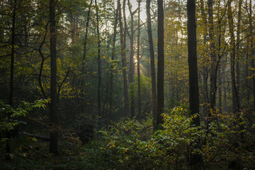 Fototapeta na wymiar Forest - Thüle