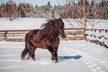 winter horse