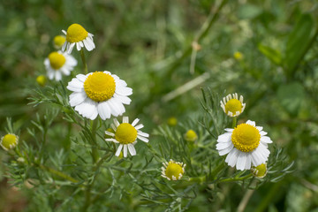 German Chamomile (Matricaria chamomilla) on green backgrond. Soft focus