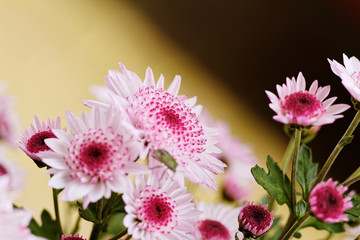 Beautiful pink chrysanthemum as background picture