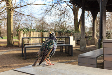 Song thrush bird on table in cafe of Hyde Park near the princess The Diana, Princess of Wales...