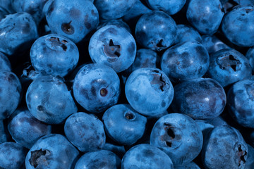 Detail of Blueberries. Macro trucking shot. Top view. Bog bilberry, bog blueberry, northern bilberry or western blueberry (Vaccinium uliginosum)