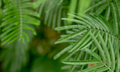 Closeup nature view of green leaf on blurred greenery background in garden with copy space using as background natural green plants landscape, ecology, fresh wallpaper concept, slective focus .