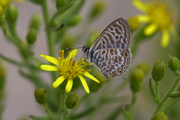 Mavizebra Butterfly / Leptotes pirithous