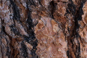 Pine bark macro details.