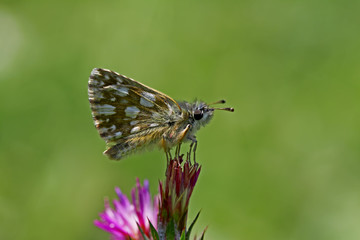 Red Hopper / Spialia orbifer