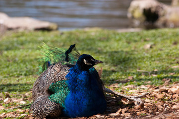 Pavo Real