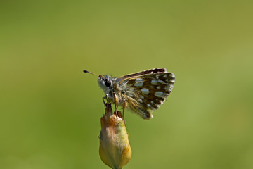 Red Hopper / Spialia orbifer