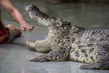 Man hand sticking into a crocodile's mouth.