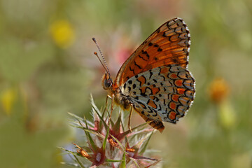 Spotted big Iparhan / Melitaea phoebe