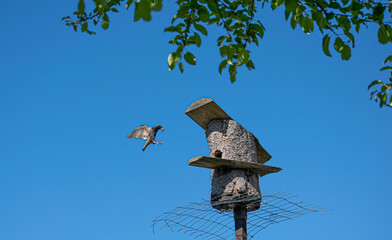 Common Starling in flight above birdhouse against blue sky