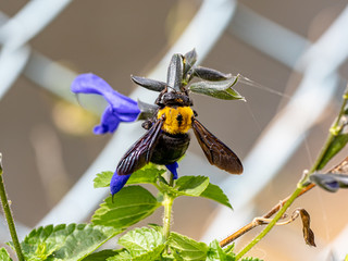 Xylocopa Japanese carpenter bees on sage flowers 8