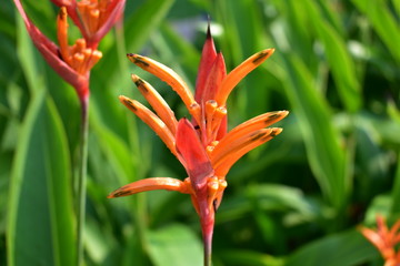Singapore - January 5 2019: An exotic flower on the island of Sentosa