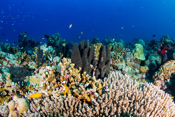 Beautiful tropical coral reef at Thailand's Similan Islands in the Andaman Sea