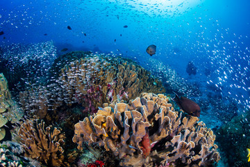 Fototapeta na wymiar Beautiful tropical coral reef at Thailand's Similan Islands in the Andaman Sea