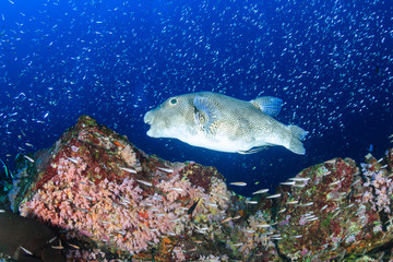 Large Pufferfish on a tropical coral reef (Koh Bon, Thailand)