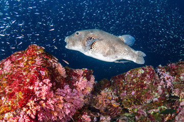 Large Pufferfish on a tropical coral reef (Koh Bon, Thailand)