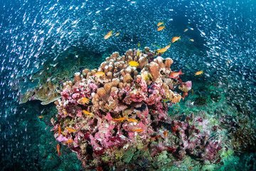 Fototapeta na wymiar Colorful, healthy tropical coral reef at Koh Bon, Similan Islands
