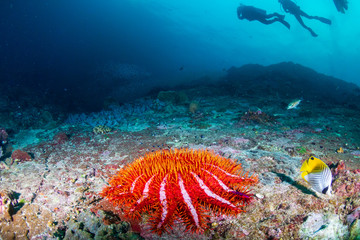 SCUBA divers swimming over a large Crown of Thorns Starfish on a coral reef in the Similan Islands