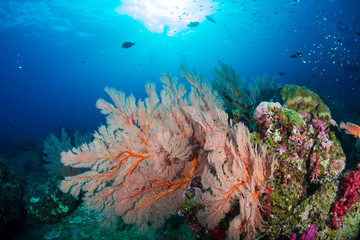 Naklejka na ściany i meble Beautiful, colorful tropical coral reef at Koh Tachai Island