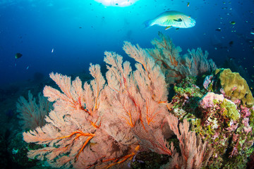 Fototapeta na wymiar Beautiful, colorful tropical coral reef at Koh Tachai Island