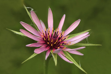 Obraz premium Purple colored manger flower ; Tragopogon sp.