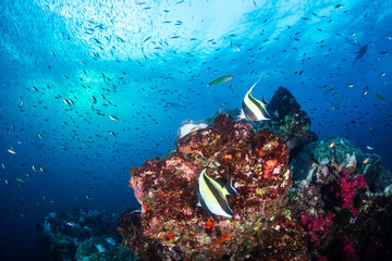 Fototapety na wymiar - Fototapeta24.pl